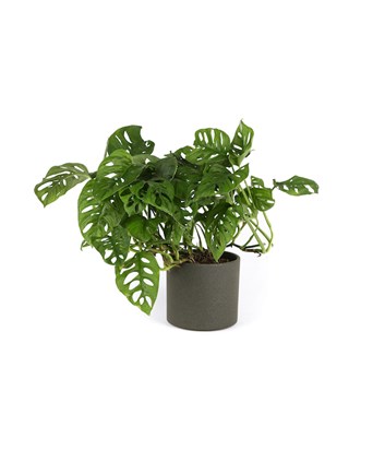 Monstera Obliqua XXL
